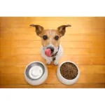 ALMACÉN CENTRO VETERINARIO PENICHE - Cuidados veterinarios en Cali