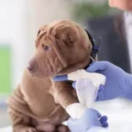 Biomet Laboratorio - Veterinario en Cali