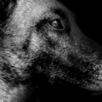 Caninos y Felinos Hospital Veterinario - Hospital veterinario en Medellín