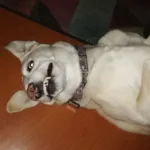 DINELVET SAS - Farmacia veterinaria en Bogotá