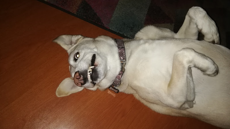 Imagen de DINELVET SAS - Farmacia veterinaria en Bogotá