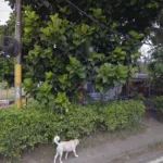 Drogueria El Plan - Farmacia en Cali