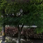 Farmacia Pasteur - Bancolombia Dirección General - Farmacia en Medellín