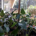 Procitol - Farmacia en Medellín